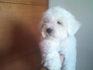 Bichon Fríse Divertidos Cachorros