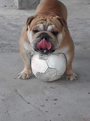 Bulldogingles