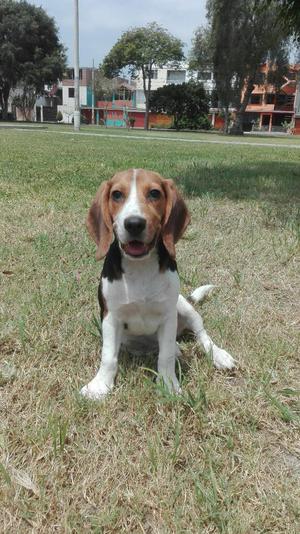 Cachorra Beagle de 3 Meses