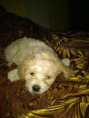 Cachorrita