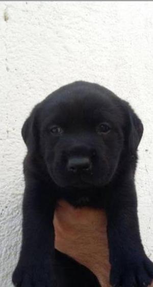 Cachorro Labrador Negro