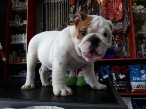 Cachorros Bulldog Ingles Pedigree Plata