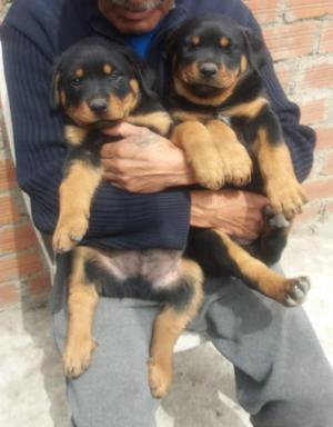 Cachorros Rottweiler