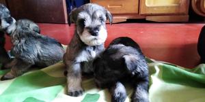 Cachorros Schnauzer Toy Super Juguetones