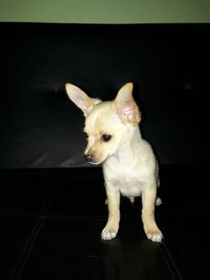 Chihuahua Mini Toy Macho