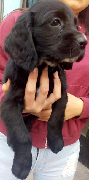 Cocker Spaniel Negociable!!