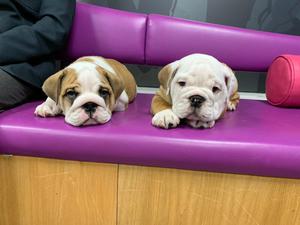 Dos cachorros de bulldog inglés necesitan una nueva familia
