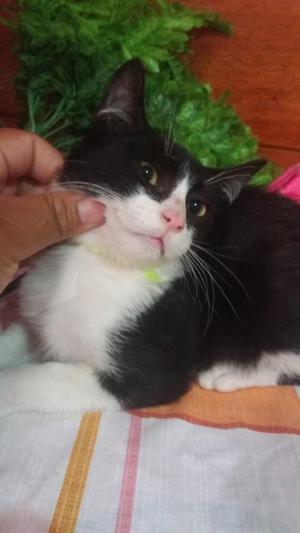 Gatito Cariñocito Jugueton en Adopcion