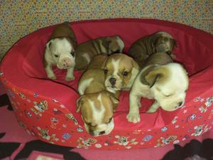 Hermosos Bulldog Ingles