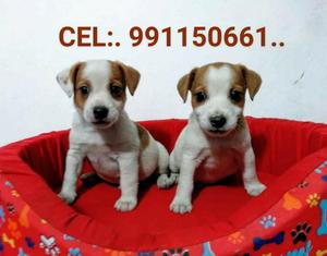 Jack Russell Lindos Cachorros