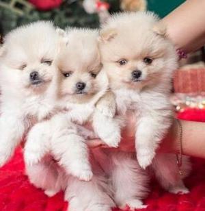 Pomerania Boo Pompososs