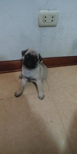 Pug Carlino