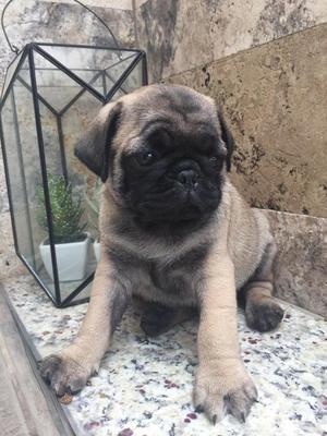 Pug Carlino Vacunados