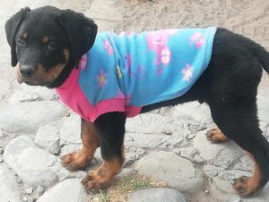 Rotweiler Cachorros