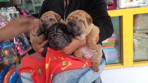 Sharpei Bellos Cachorros Ofertamos