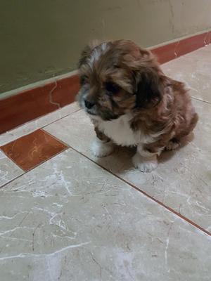 Shitsu Cachorras 2 Meses