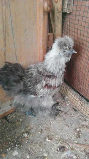 Silkie