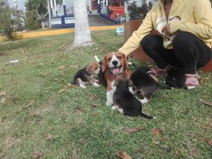 Vendo Hermosos Cachorritos Beagles