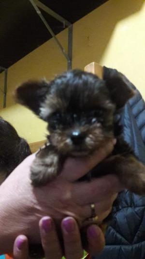 Yorkshire Terrier Terrier Finos Cachorro