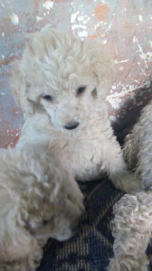 cachorros FRENCH POODLE