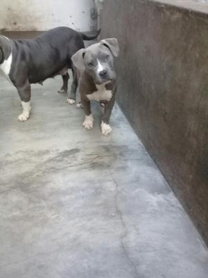 American Bully