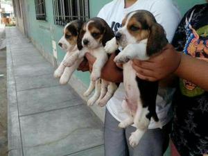 BEAGLE CACHORROS 500 SOLES