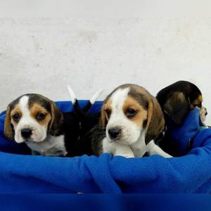 Beagle Tricolor Cachorros Hermosos Venta