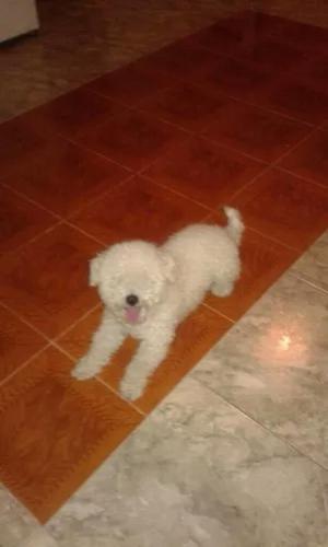 Bichon de 3 Meses