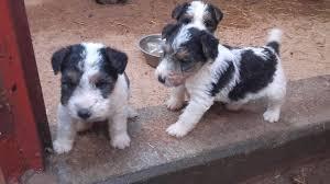 CACHORRITOS FOX TERRIER SOLO HENBRAS BELLAS