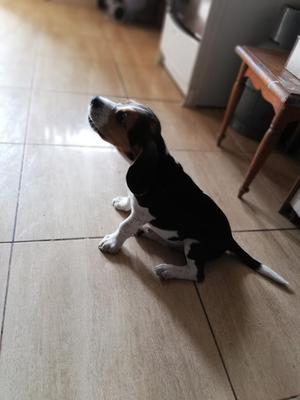 Cachorro Beagle Tricolor