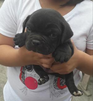 Cachorro Macho American Bully C Registro