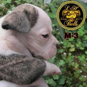 Cachorros American Bully