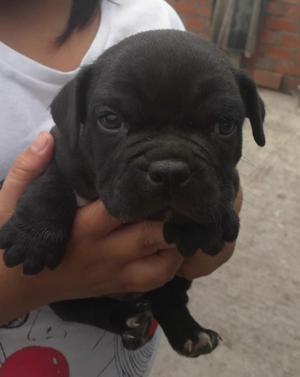 Cachorros American Bully C Registro