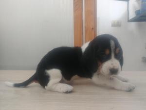 Cachorros Bassetbeagle