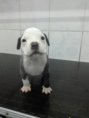 Cachorros Fusion X Bully Exotic