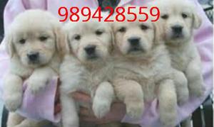 Cachorros Golden Retriever Juguetones