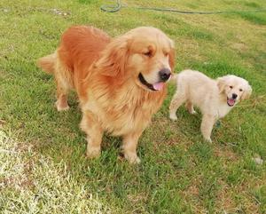 Cachorros Golden Retriever con Pedigree