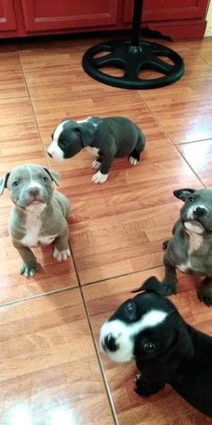 Cachorros Pitbull