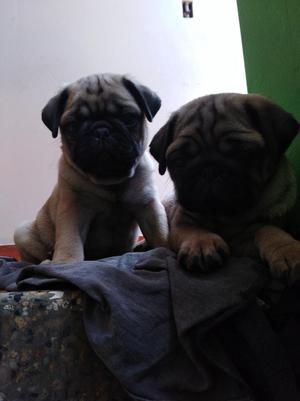 Cachorros Pug