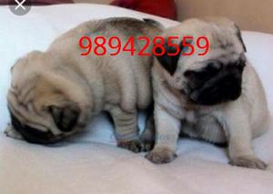 Cachorros Pug Lindos