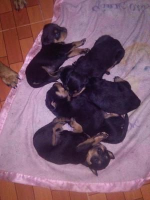 Cachorros Rottweiler