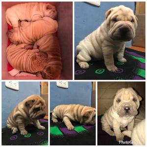 Cachorros Sharpei