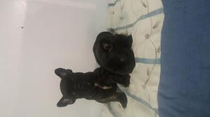 Cachorros bulldog frances machitos 