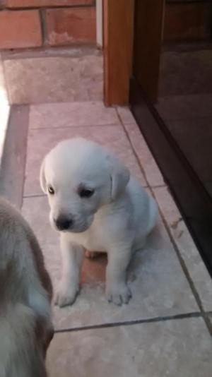 Cachorros de Pura Raza Labradores