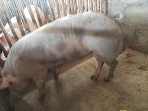 Cerdo Reproductor Pietrain Belga