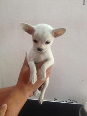 Chihuahuas Adorables Cachorros Ofertamos