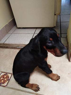 Doberman Macho