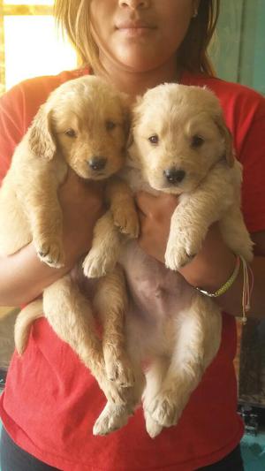 Golden Retriever Incomparables