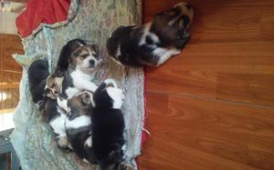 Hermos cachorros beagle tricolor 650 soles