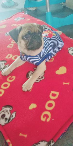 Hermoso Pug